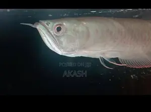 Albino Silver Arowana (13inch)