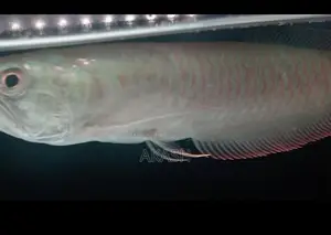 Albino Silver Arowana (13inch)