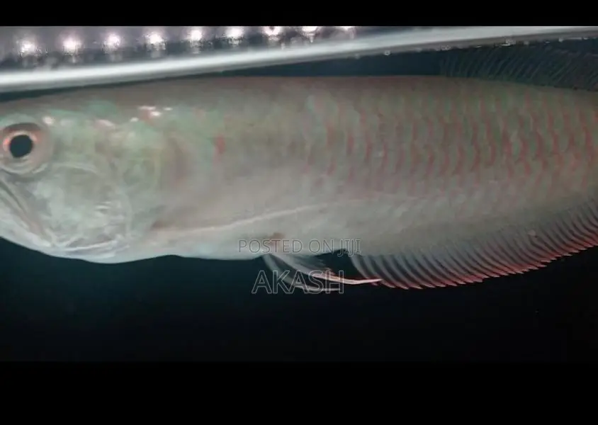 Albino Silver Arowana (13inch)