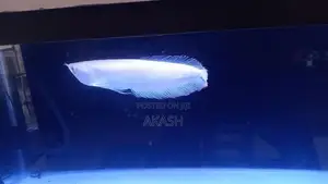 Albino Silver Arowana (13inch)