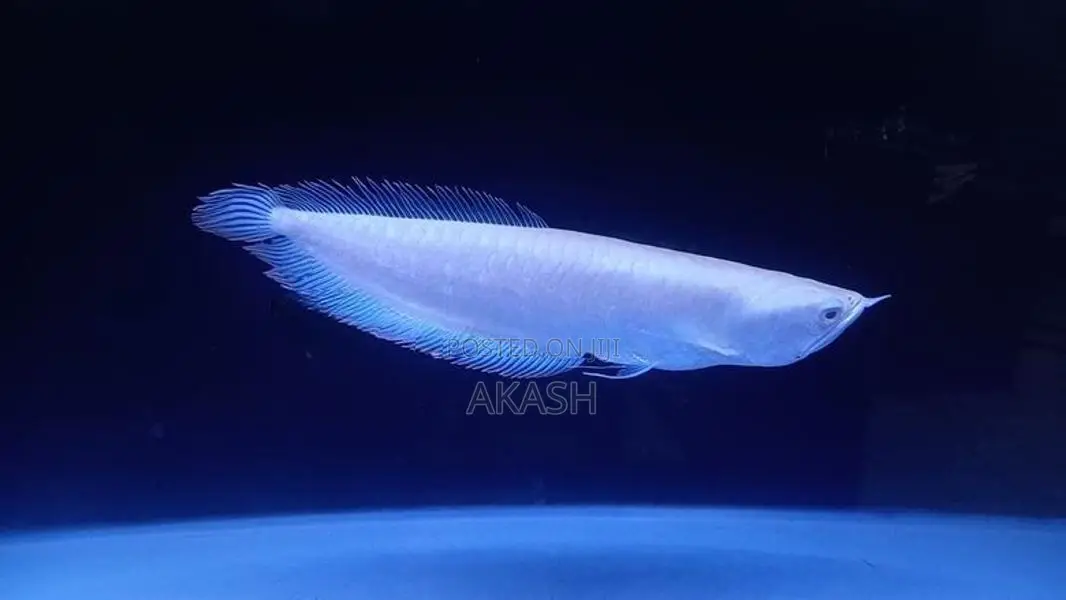 Albino Silver Arowana (13inch)