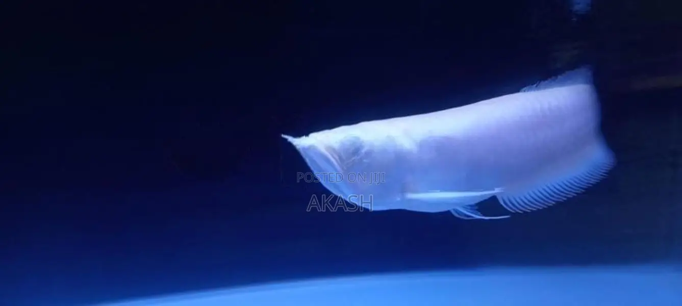 Albino Silver Arowana (13inch)