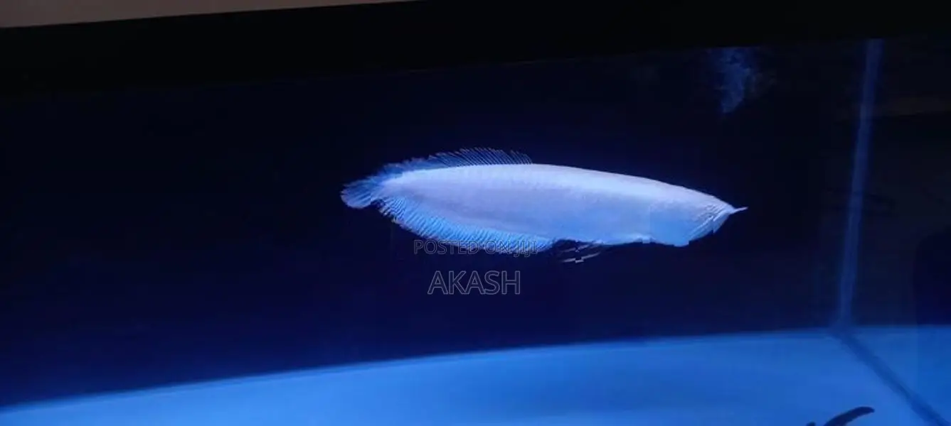 Albino Silver Arowana (13inch)