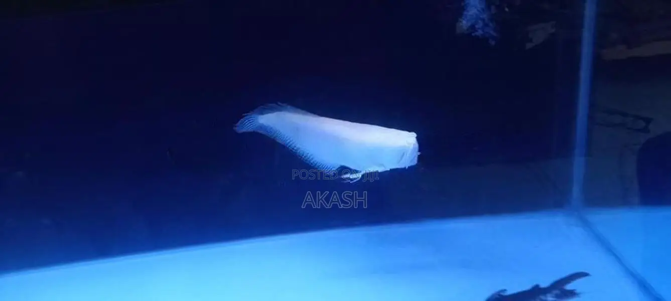 Albino Silver Arowana (13inch)