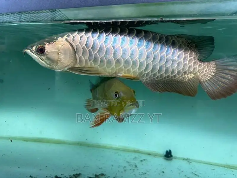 Bluebase Arowana
