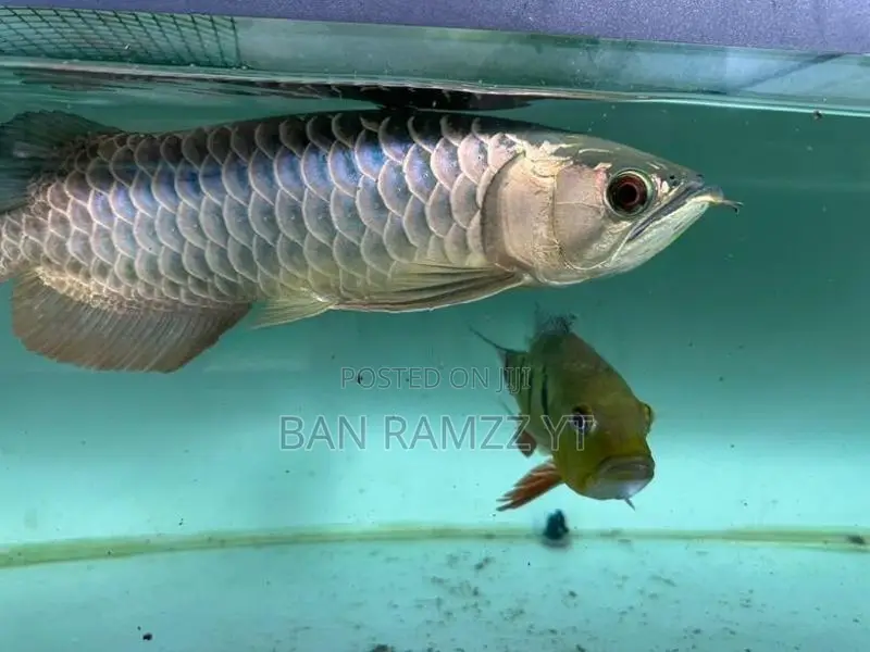 Bluebase Arowana