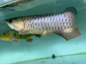 Bluebase Arowana