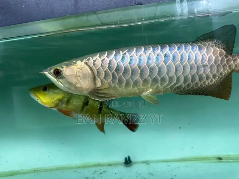 Bluebase Arowana