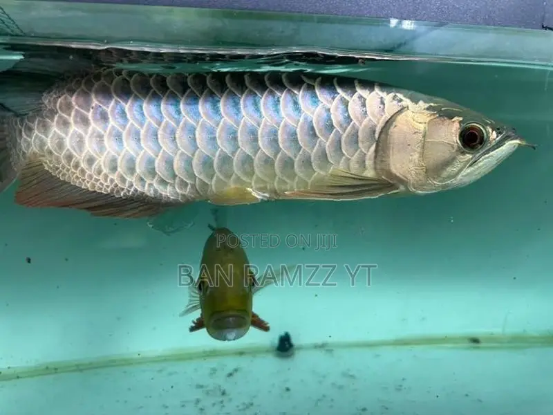 Bluebase Arowana