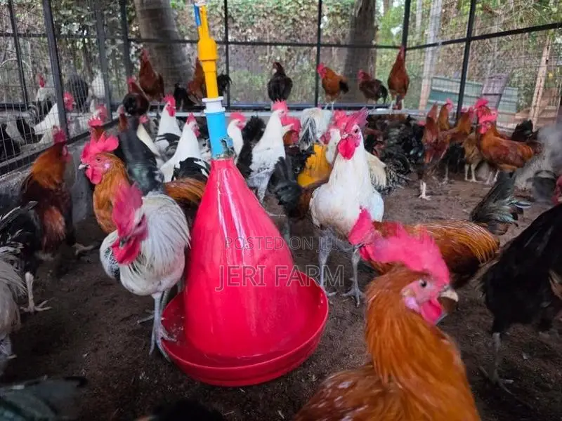 ஊர்க்கோழி சேவல்(1 kg)