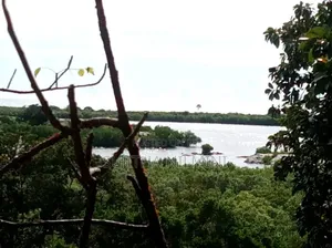 Urgent Sale - 120 Perches Land in Panama, Arugam Bay
