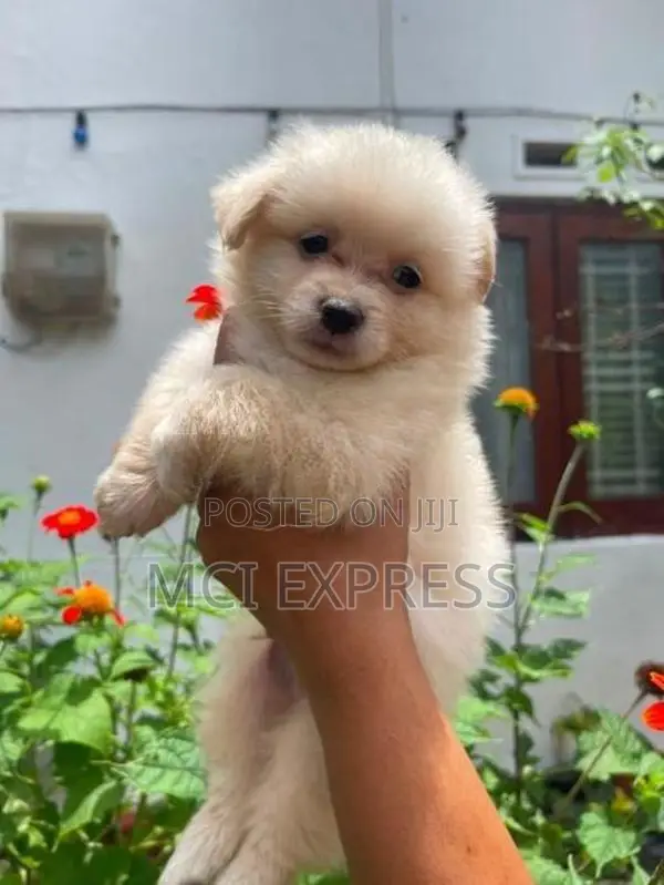 Lion Pomeranian