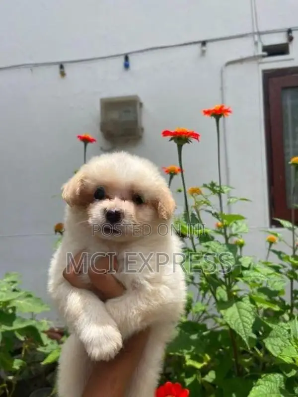 Lion Pomeranian