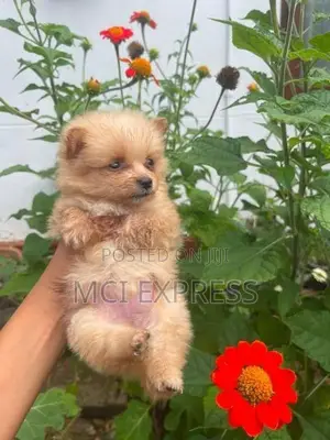 Lion Pomeranian