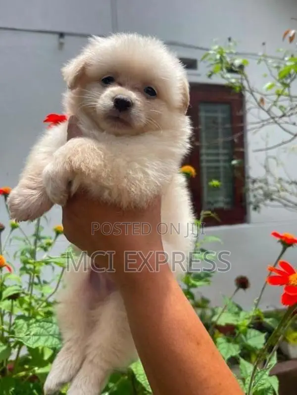 Lion Pomeranian