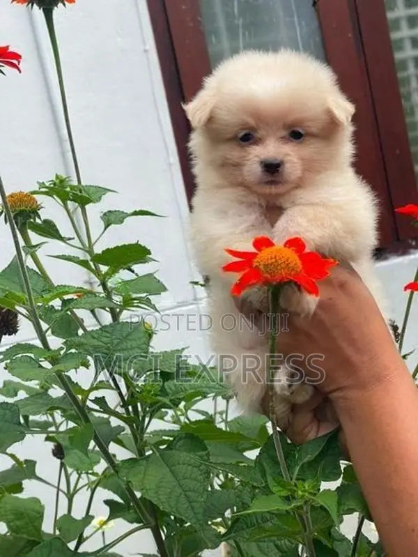 Lion Pomeranian