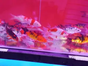 Koi Carp Fish