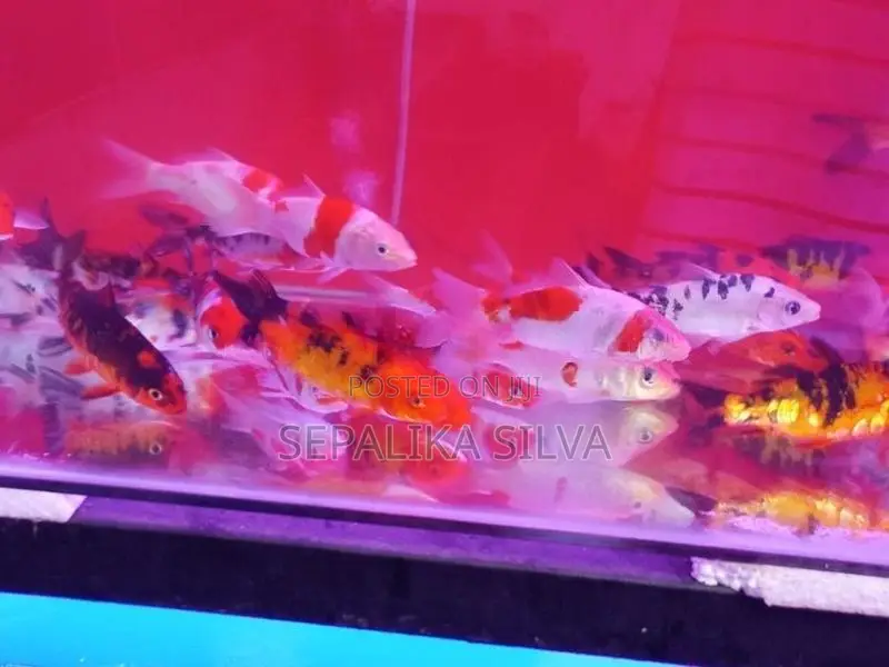 Koi Carp Fish