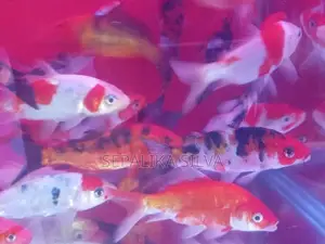 Koi Carp Fish