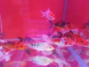 Koi Carp Fish