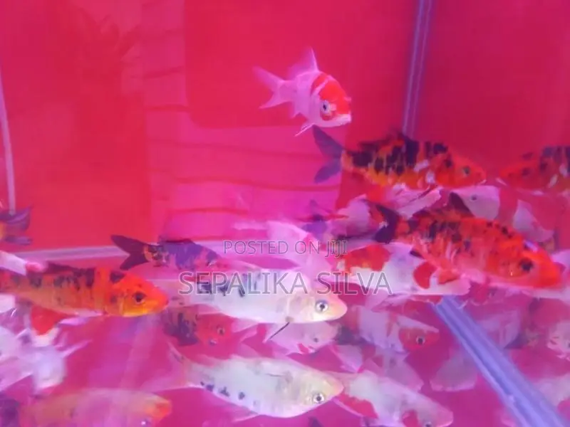 Koi Carp Fish