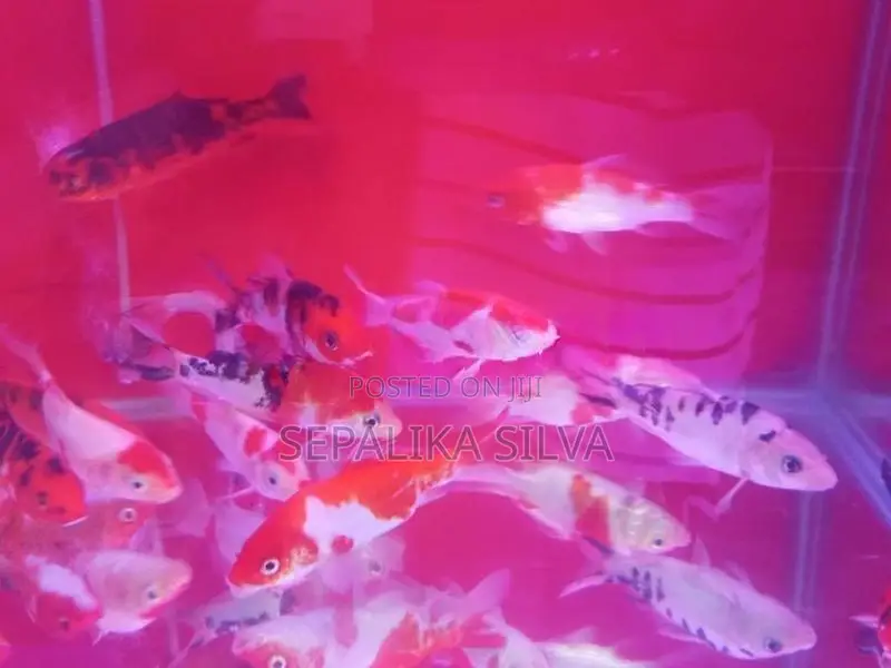 Koi Carp Fish