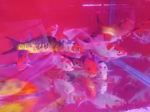 Koi Carp Fish
