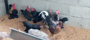Cochin Bantam