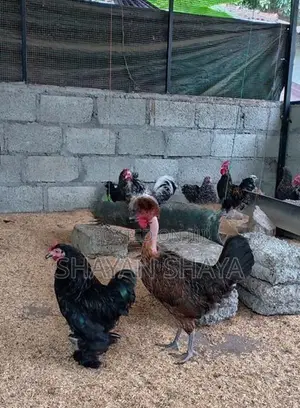 Cochin Bantam