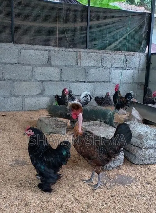 Cochin Bantam