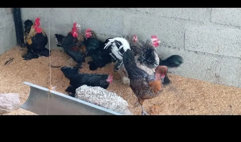 Cochin Bantam