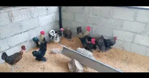 Cochin Bantam