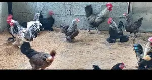 Cochin Bantam