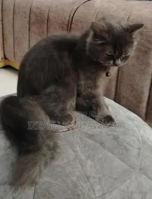 Persian Kitten