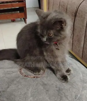 Persian Kitten