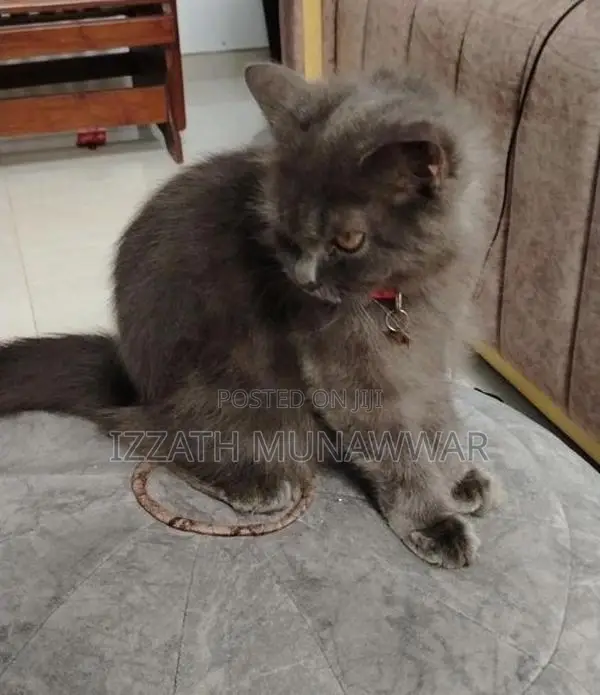 Persian Kitten