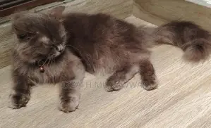 Persian Kitten