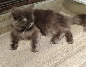 Persian Kitten