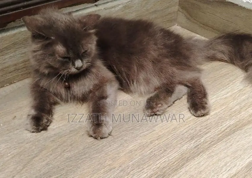 Persian Kitten