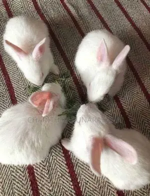 Rabbits