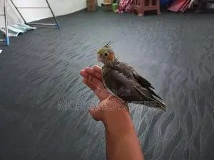 Cocktails Bird Hand Tamed Self Feeding Chick