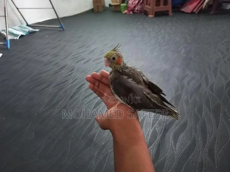 Cocktails Bird Hand Tamed Self Feeding Chick