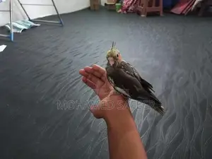 Cocktails Bird Hand Tamed Self Feeding Chick