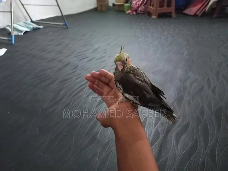 Cocktails Bird Hand Tamed Self Feeding Chick