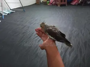 Cocktails Bird Hand Tamed Self Feeding Chick