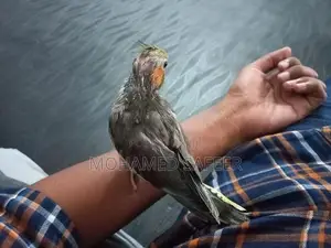 Cocktails Bird Hand Tamed Self Feeding Chick