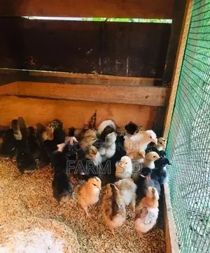 ගම් කිකිලි පැටව්