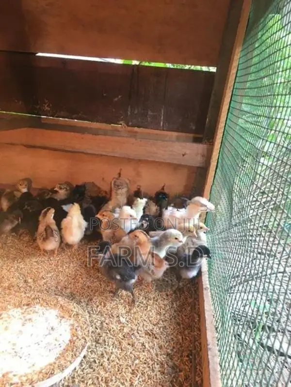 ගම් කිකිලි පැටව්