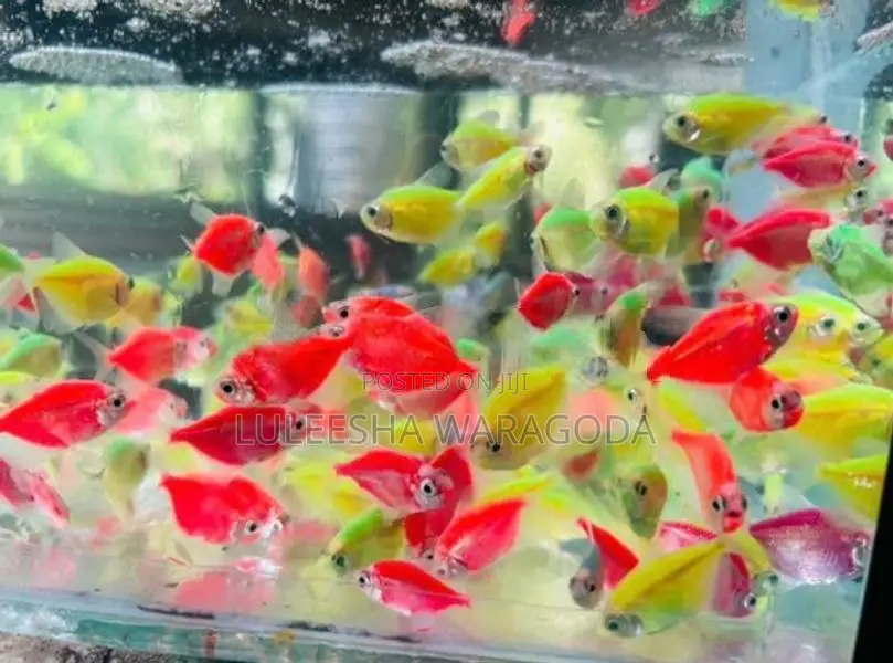 Glow Tetra Fish