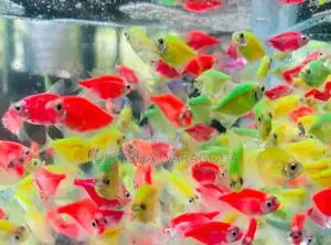 Glow Tetra Fish